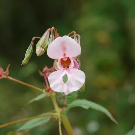 Hotel Haus Wallstein 2*