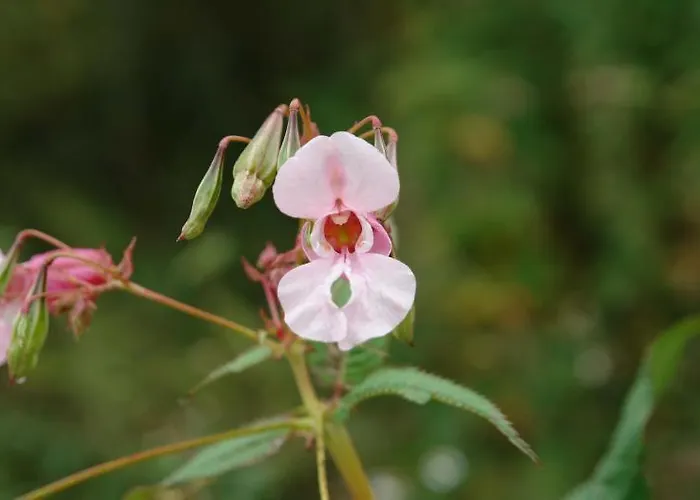 Hotell Haus Wallstein 2*